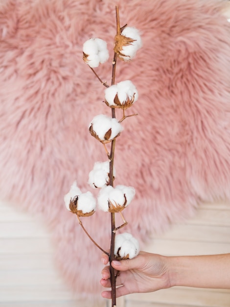 Free photo top view woman holding branch with cotton flowers