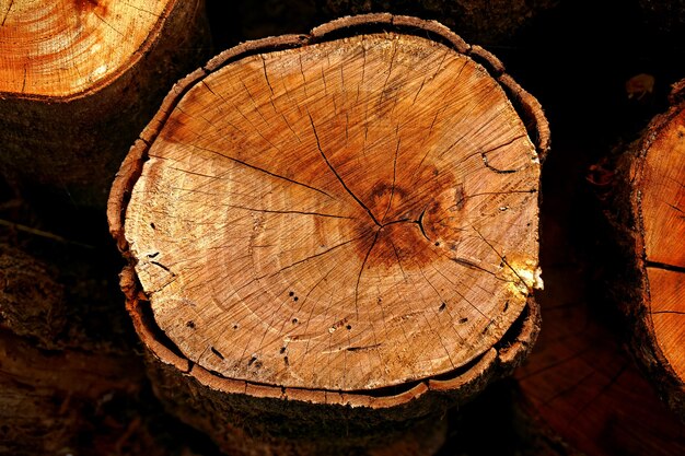 Top view of wood stumps cut with chainsaw