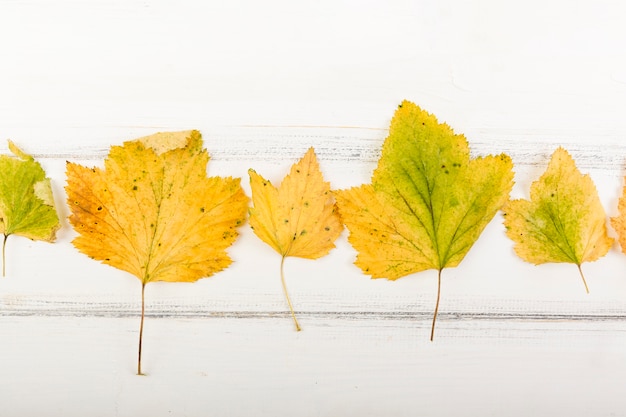 Free Photo top view yellow autumn leaves