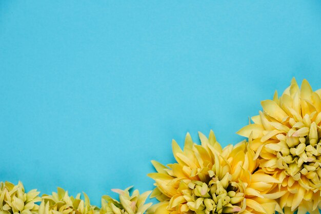 Top view yellow chrysanthemum with copy space