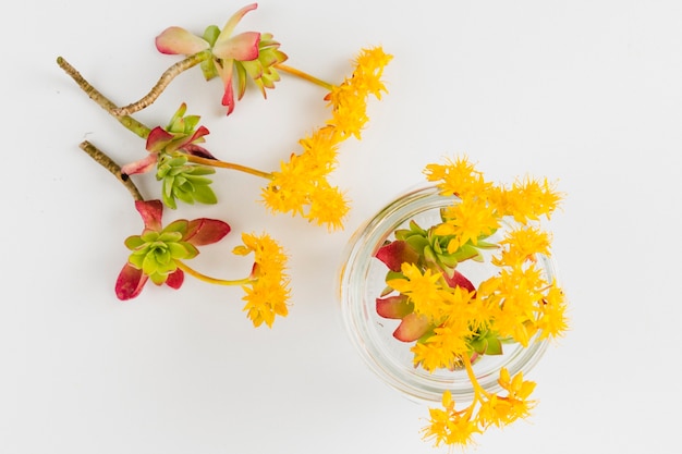 Top view yellow flowers and petals