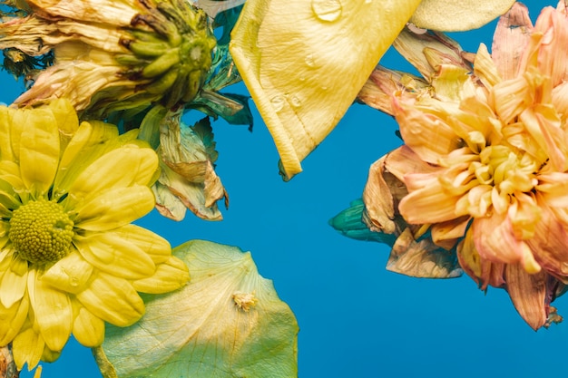 Top view yellow flowers in water close-up