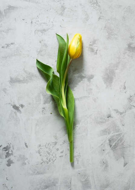 Free Photo top view yellow tulip on table