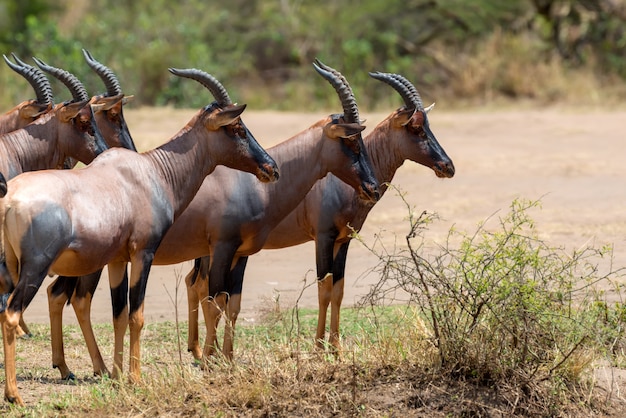 Free photo topi antelope in kenya's masai mara reserve