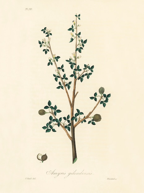 Free Photo torchwoods (amyris gileadensis) illustration from medical botany (1836)