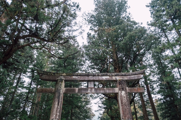 Torii Japan temple shrine in forest