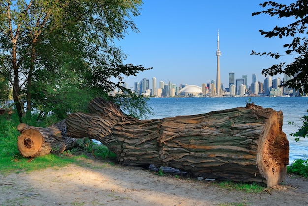 Toronto skyline from park