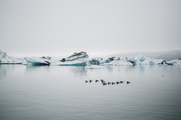 Free Photo tourist watches glacier in water in iceland