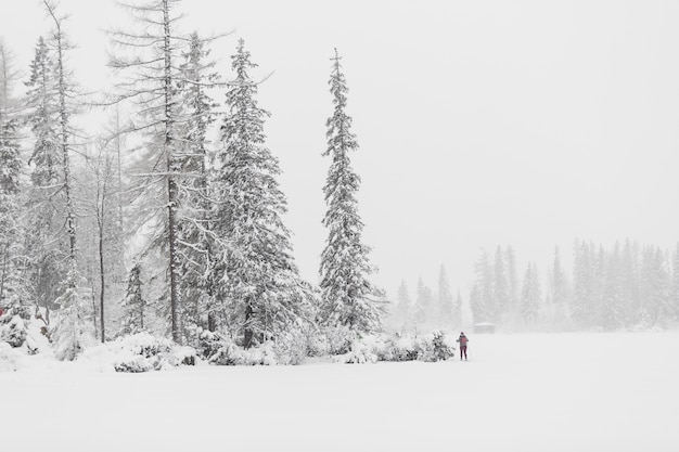 Tourist in winter woods