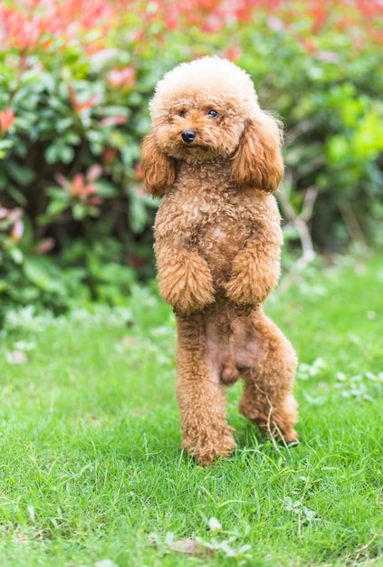 Free Photo toy poodle on grassy field