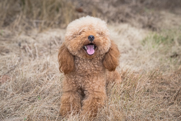 Toy Poodle On Grassy Field