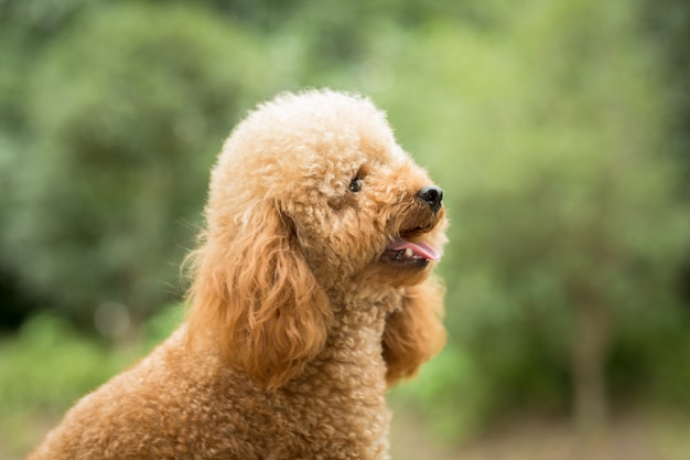 Free photo toy poodle on grassy field