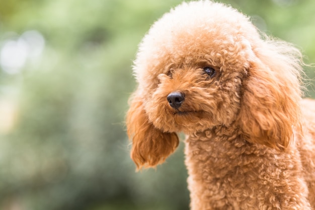 Free photo toy poodle on grassy field