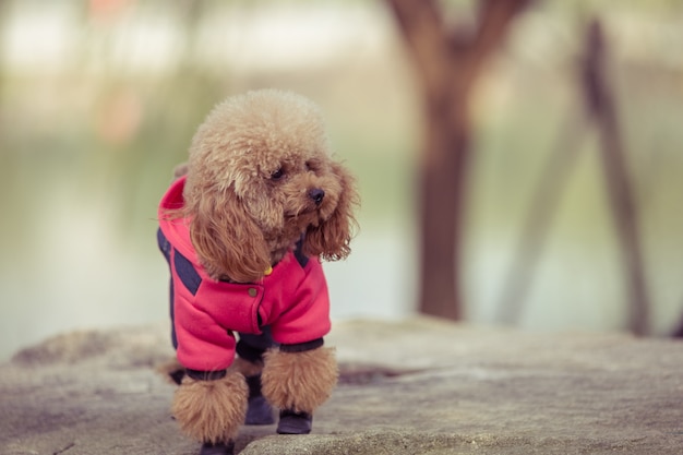 Toy Poodle playing in a park