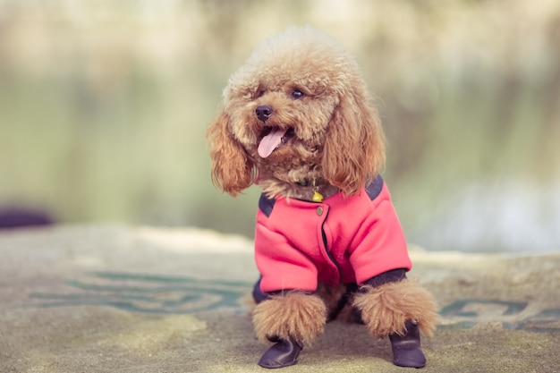 Free Photo toy poodle playing in a park