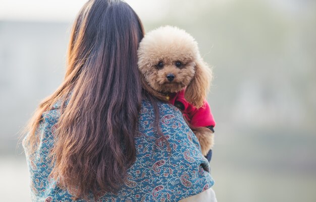 Toy Poodle playing with its female master