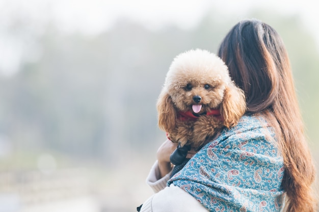 Toy Poodle playing with its female master