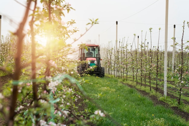 Tractor machine driving through orchard aisle and spraying apple trees