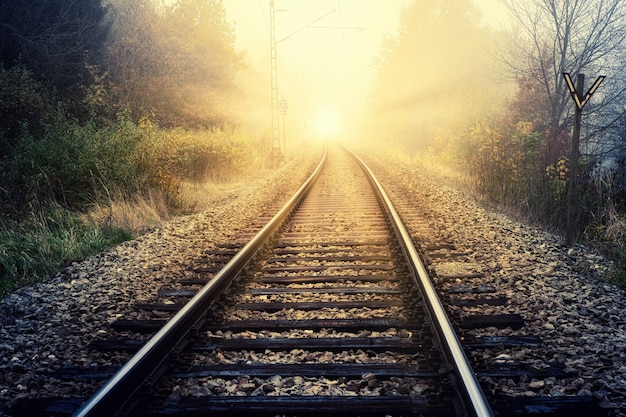 Free photo train rail between green trees during daytime