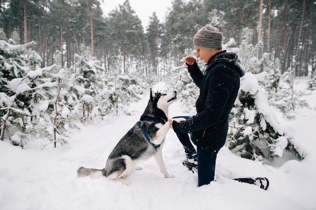 Free photo training dog. man to train husky dog in snowy winter forest in cold winter day