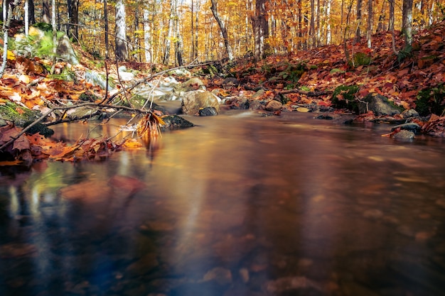 Tranquil pond in a forest with fallen branches in autumn