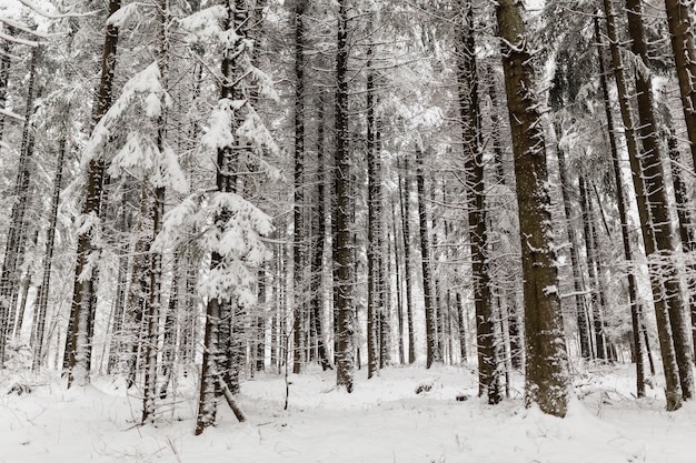 Free photo tranquil winter forest