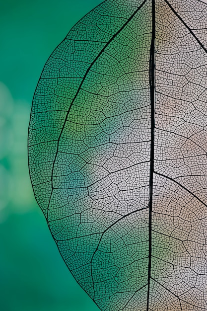 Transparent abstract leaf with green and white