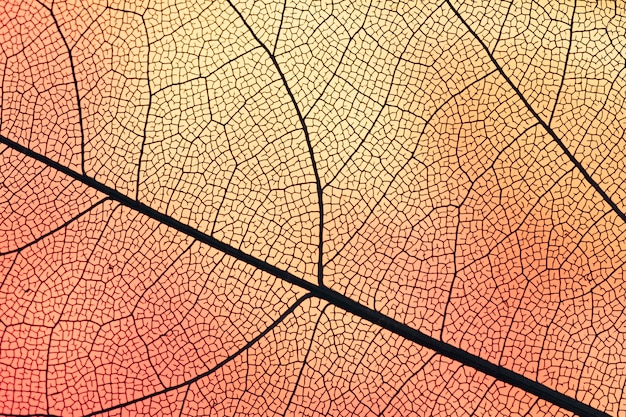 Transparent leaf with orange backlight