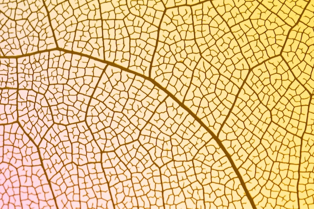 Free Photo transparent leaf with yellow backlight