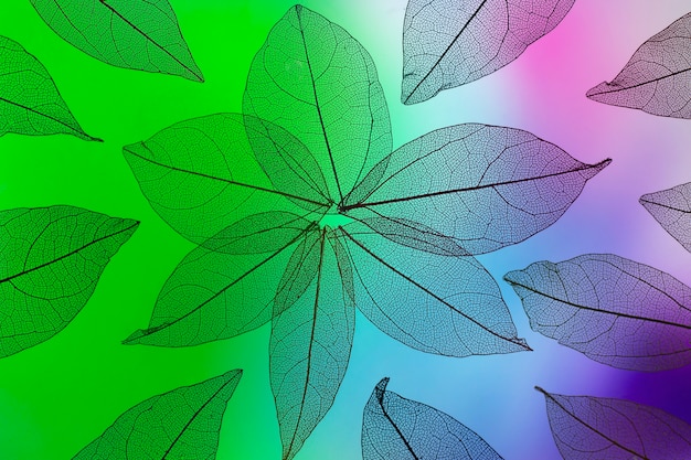 Free photo transparent leaves with colorful light top view