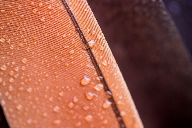 Free photo transparent water drops on brown feather surface