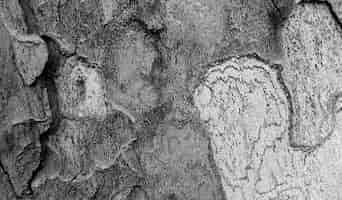 Free photo tree bark texture in black and white