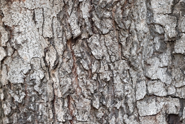 Free Photo tree bark texture