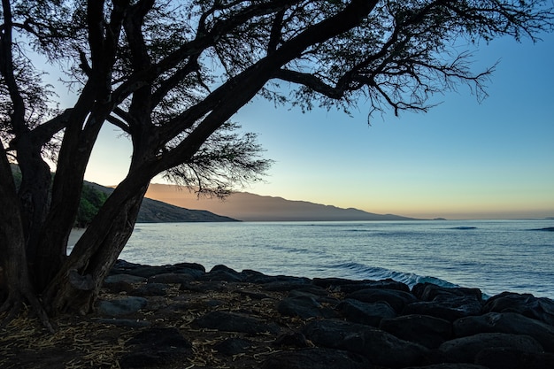 Tree on the beach and a sea during the sunset