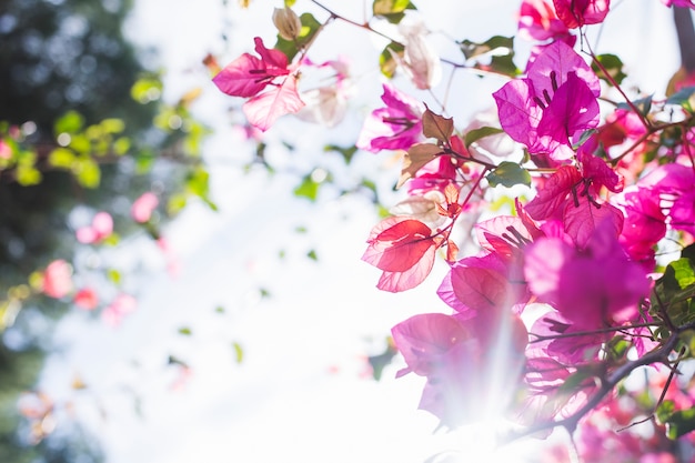 Free Photo tree in blossom with sun rays