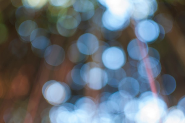 Free photo tree bokeh