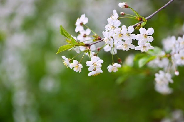 Tree branch in bloom