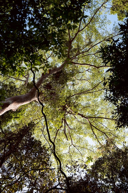 Free Photo tree branch nature flora sunshine