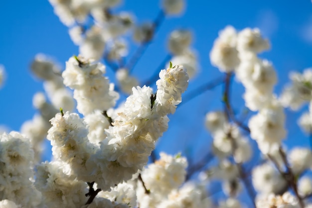 Free Photo tree branch in spring