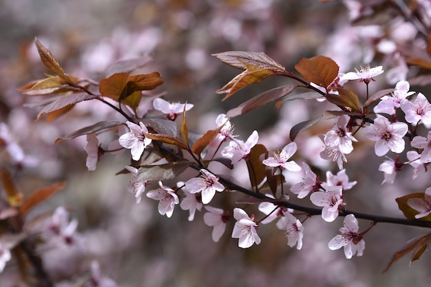 Tree branch with flowers