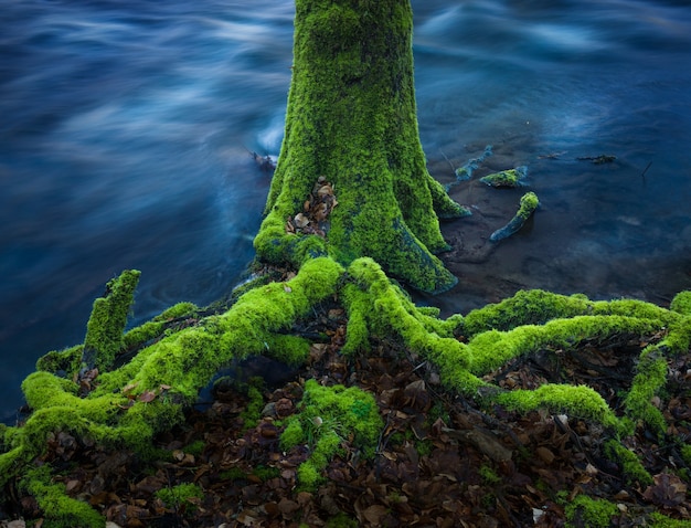 Free Photo tree branches covered in moss in the water