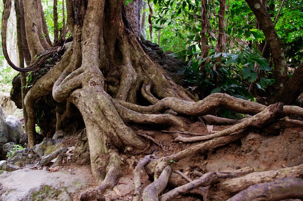 Tree branches in the ground