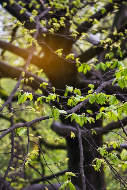 Free Photo tree branches with leaves