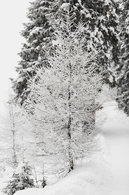 Tree covered with hoar in forest