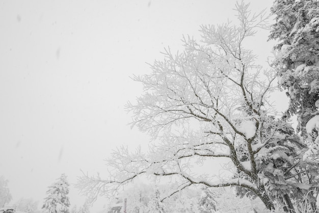 Tree covered with snow  on winter storm day in  forest mountains