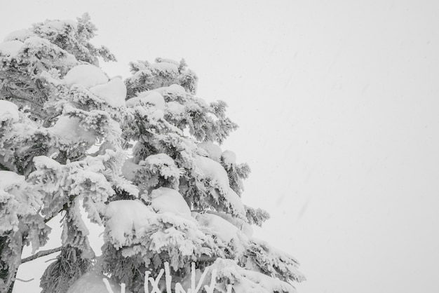 Free Photo tree covered with snow  on winter storm day in  forest mountains