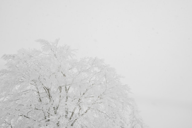 Free photo tree covered with snow  on winter storm day in  forest mountains