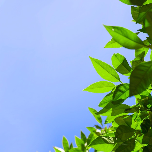 Free photo tree crown on background of sky