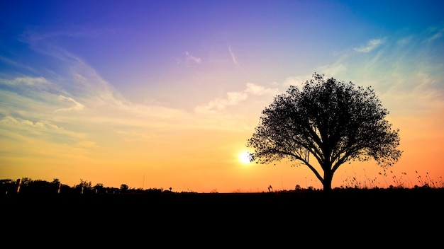 Free photo tree in field