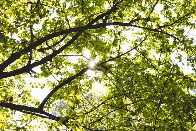 Free photo tree foliage in sunny day